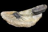 Spiny Dicranurus Trilobite With Crotalocephalina #154305-2